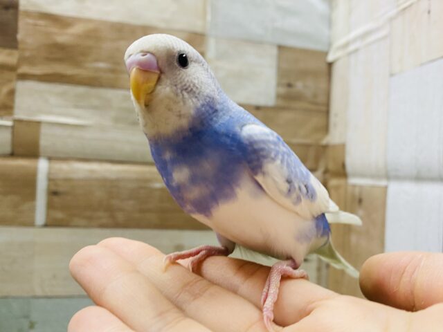 最新画像あります☆濃いめブルーがかっこいい✨セキセイインコのスパングルパイド！