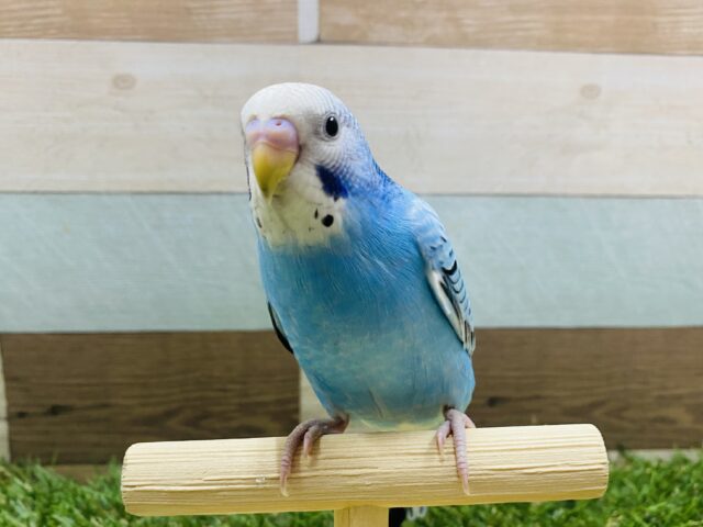 最新画像あります☆明るく可愛いらしいブルーちゃん！セキセイインコのオパーリン！
