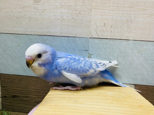 最新画像有り⭐️ブルー✖️ホワイトの青空カラー🩵セキセイインコのスパングル！！