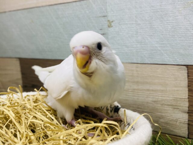 最新画像有り❗️チラッと覗き込むお顔が可愛すぎます💕セキセイインコダブルファクター☆