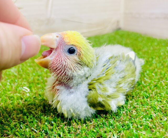 ☆☆☆念願の☆☆☆ご紹介させてください～！！キージュニアだよ！！　コザクラインコ　オリーブパイド