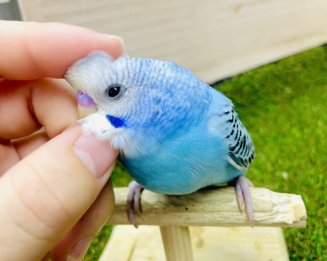 さし餌2回！最新画像になりますよ⭐️好奇心ノックノック💓💘　セキセイインコ　オパーリン　スカイブルー