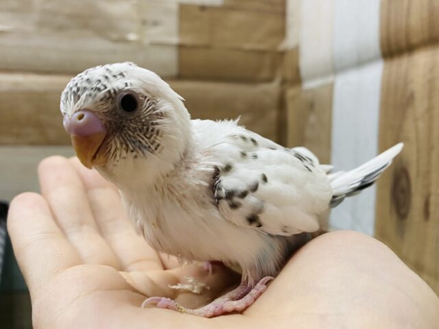 ごま塩ちゃんやってきました〜🤍美しいセキセイインコ白ハルクイン❗️