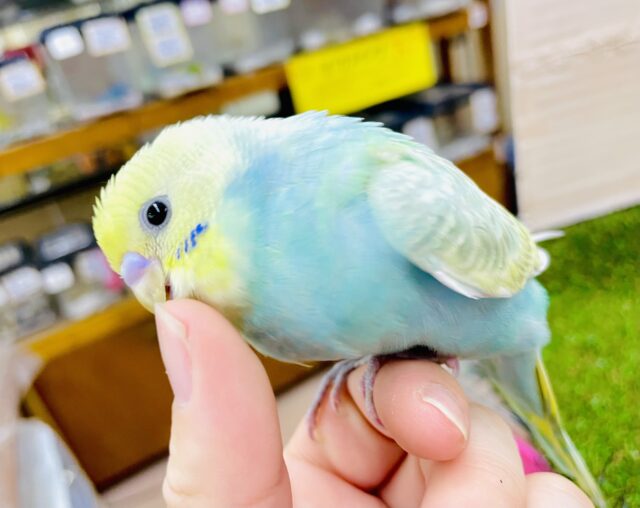 さし餌2回！最新画像になりますよ⭐️🍎🍏🍋🍒ふるふるフルーティー🍎🍏🍋🍒　セキセイインコ　パステルカラーレインボー
