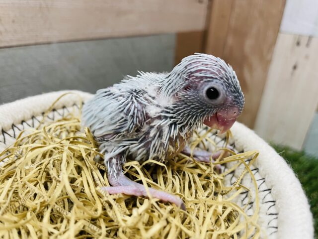 小さなカラダにキュンキュンしちゃいます💕マメルリハインコのアメリカンホワイト！