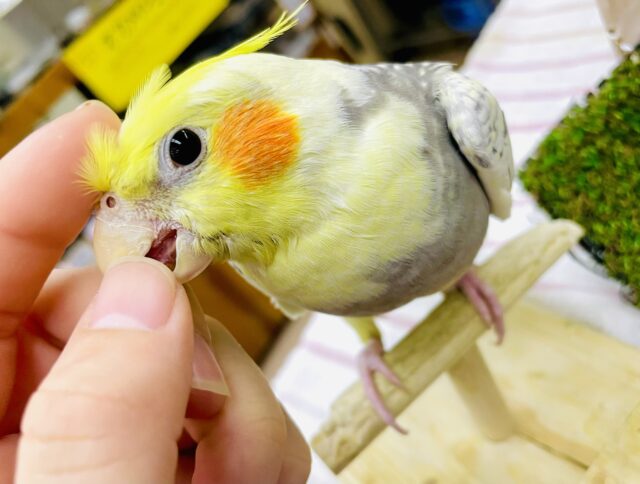 1人餌‼️最新画像になりますよ⭐️やっほー❣️元気に挨拶📣📣📣オカメたん！！　オカメインコ　パールパイド