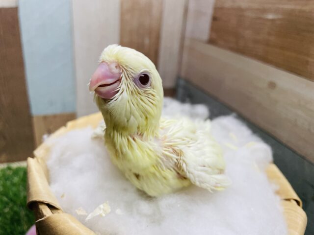 ふわふわ雰囲気のかわいいコ💕サザナミインコのクリームルチノー！