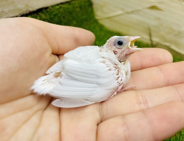 まっしろしろなホワホワことりちゃん🩷　十姉妹　白