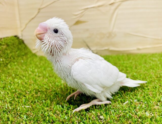 宝石のように光り輝く白ちゃんだよ！！　セキセイインコ　ダブルファクター