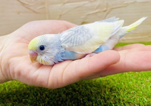 上品さ溢れるセキセイちゃんだよ〜💫　セキセイインコ　パステルレインボーパイド