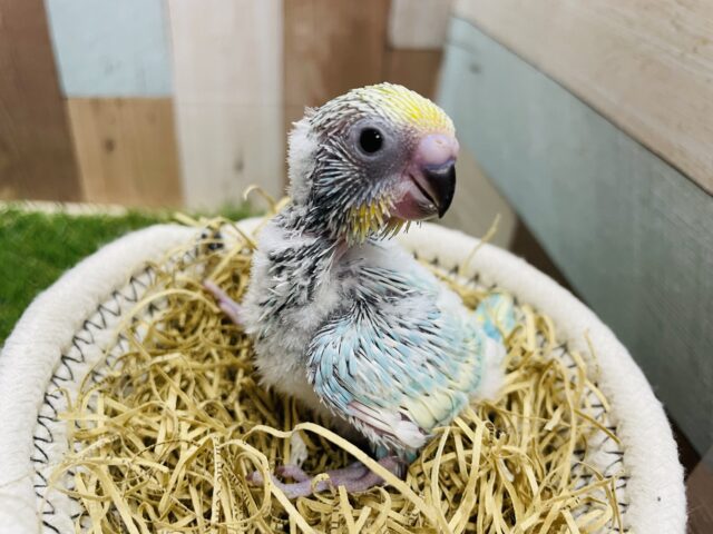 淡いブルーの綺麗な体の元気っコ！！セキセイインコのパステルレインボー！！