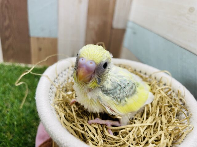 優しいイエローの多いたまごちゃん🥚セキセイインコのパステルカラーレインボーパイド！