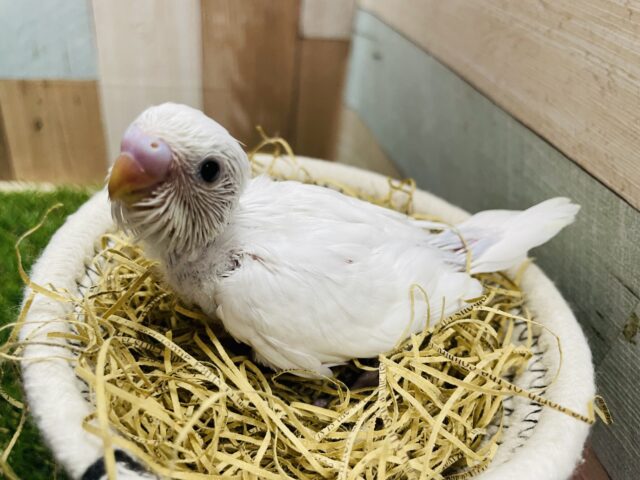 真っ白で美白の可愛いコ💕セキセイインコのダブルファクター！