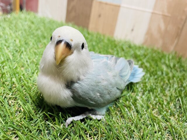 最新画像あります☆どんなお色になるのか楽しみなコ♪コザクラインコのブルーチェリー！