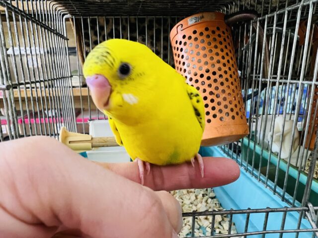 しまたろうだよ♡慣れ慣れハルクインセキセイ♪