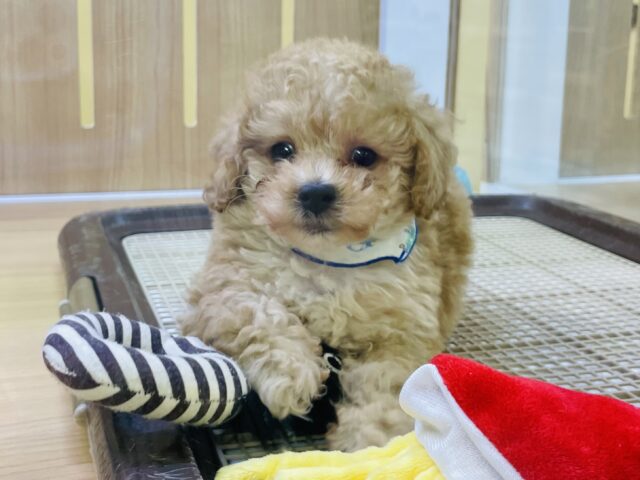 人への愛が強すぎる♥鳴き声が特徴的なトイプードルくん！