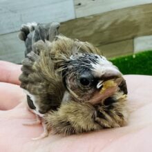 画像更新☆ミーミー♪色変わり十姉妹のヒナだよ♡