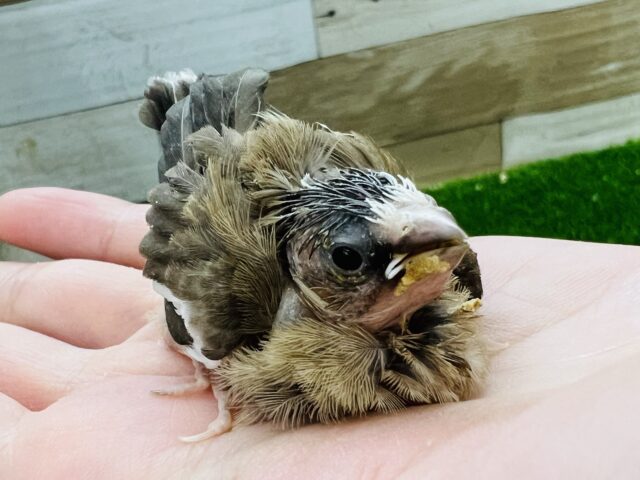 画像更新☆ミーミー♪色変わり十姉妹のヒナだよ♡