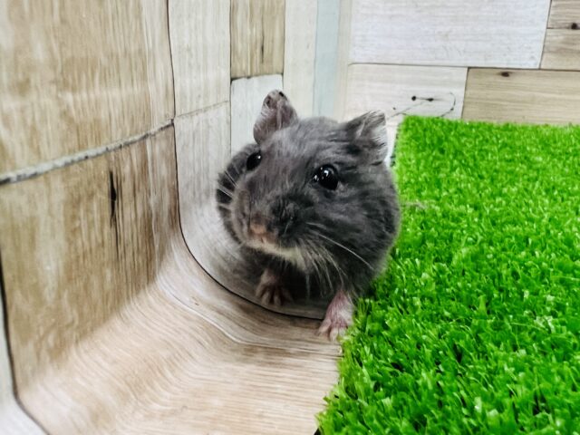 とっても良い色♡ロシアンブルーハムスターの男の子！