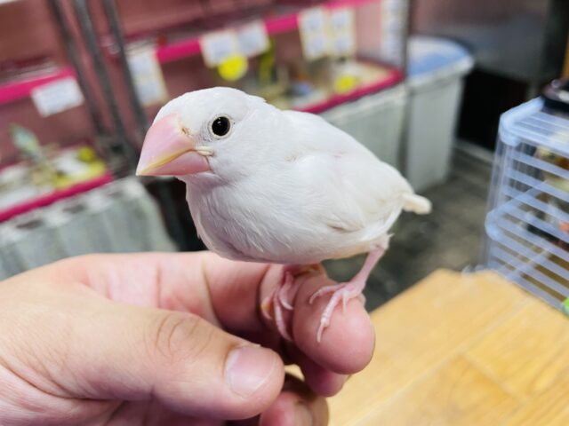 にぎころもできちゃうベタ馴れ候補さん⭐️白文鳥のヒナ！