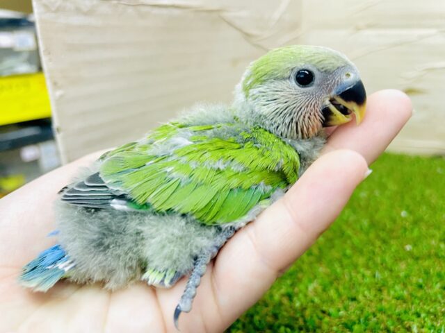 みんなをドドンっ🌟と奪い立てすよーっ💫💫💫　コザクラインコ　ノーマル
