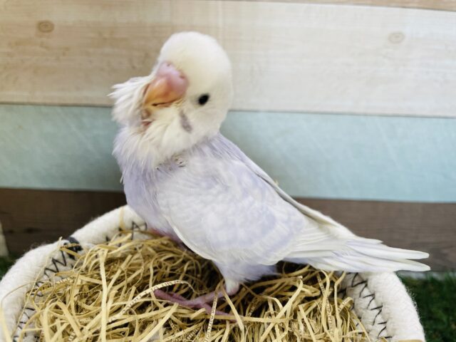 淡いお色の可愛い子💕セキセイインコのライラック！！