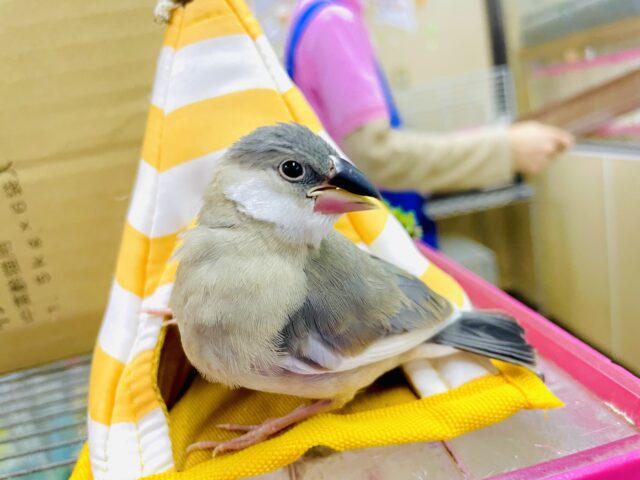 さし餌2回‼️最新画像になりますよ⭐️🖤最高にキュートな2羽が登場ですっ🖤　桜文鳥