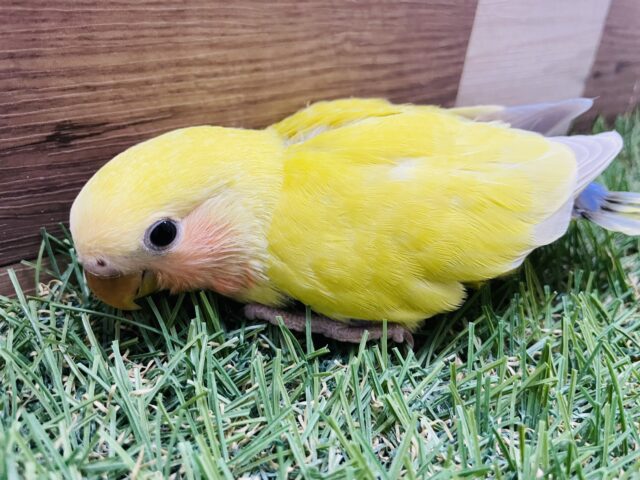最新画像あります☆どんなお色になるのかな〜？鮮やかなコザクラインコ（シナモン）💛