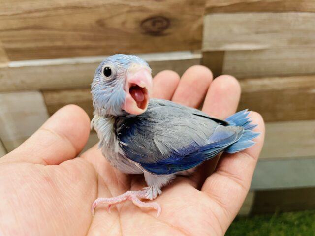 最新画像あります☆チビマメちゃんやって来ました〜💙濃いブルーがカッコいい！マメルリハインコ