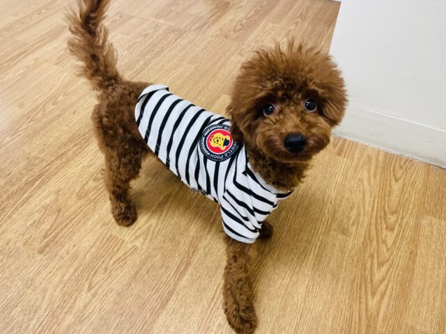 甘えん坊怪獣に襲われる！？ミックス犬くん(マルチーズ×トイプードル).