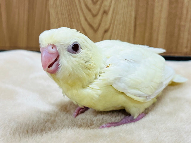 ぐいぐい系天使ちゃん♡サザナミインコ(クリームルチノー) ヒナ