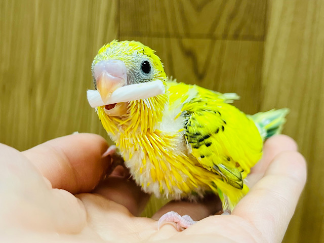 好奇心旺盛さん♪セキセイインコ(ハルクイン) ヒナ