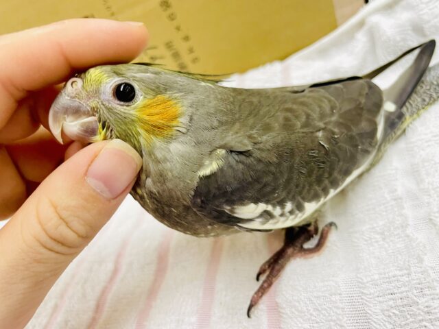さし餌2回‼️最新画像になりますよ🌟勇気のスイッチ⭐️おーーん！　オカメインコ　ノーマル