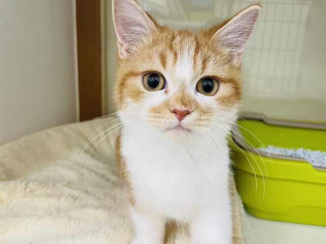 かまって欲しいときの行動が可愛すぎて罪！？人が大好き、なでなで大好き❤️もっとかまって😘マンチカンの男の子❗️