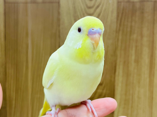 【最新画像更新🪄ひとり餌‪☆】甘々？ほろ苦？レモネード🍋セキセイインコ(クリームルチノー) ヒナ