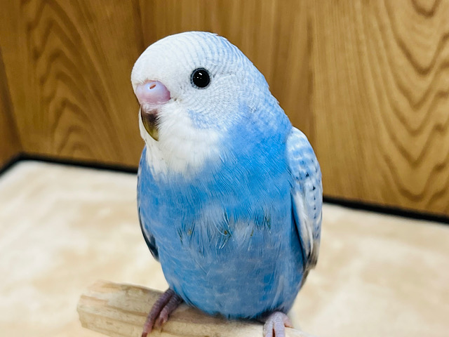 【最新画像更新🪄】晴れた日と言えば…こんなカラー？🫧セキセイインコ(スパングル) ヒナ