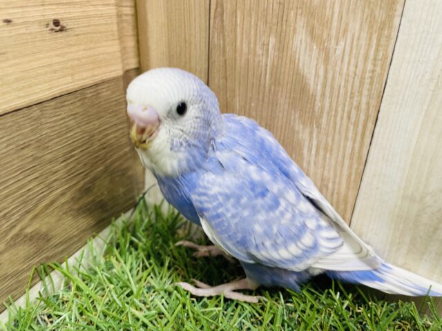 最新画像あります🩵可愛さ満点の青空カラーの子☁️セキセイインコのスパングル！