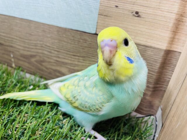 振り向き美人！？とっても綺麗なお色のヒナさんです♪セキセイインコのパステルカラーレインボー！