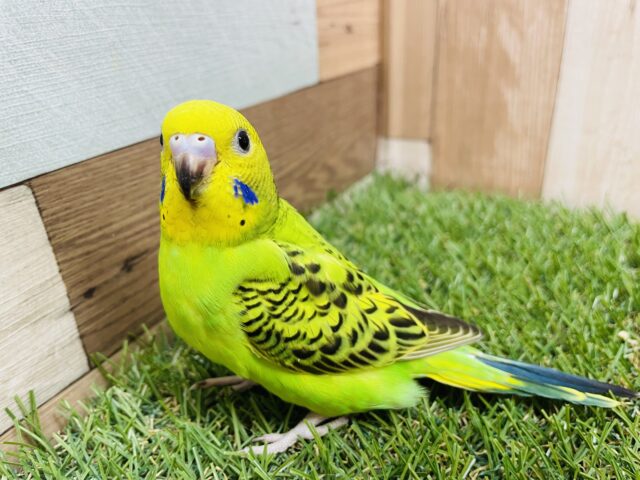 最新画像あります♪羽の模様が綺麗な子✨セキセイインコのオパーリン！