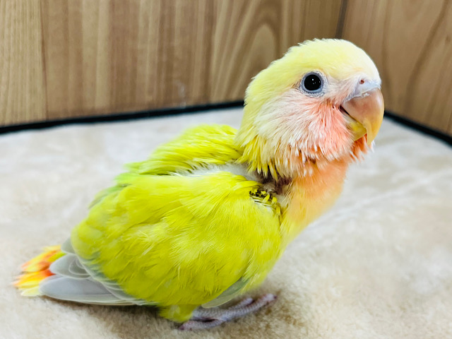 【最新画像更新🪄】お初です‪‪☆淡々カラフルカラー！コザクラインコ(オーストラリアンシナモン) ヒナ
