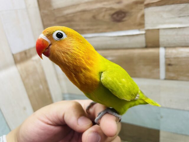 最新画像あります☆ヒナ餌卒業‼️赤いクチバシが可愛らしい綺麗なお色のコ！ヤマブキボタンインコ！