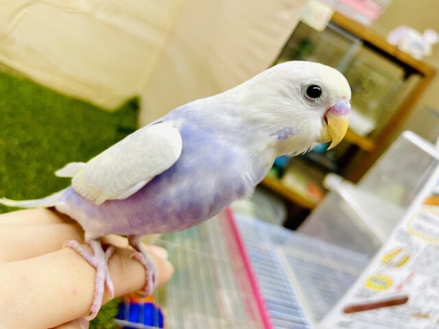 🌟レアカラー🌟一度は絶対に会いたい💙神秘的セキセイさん🌼　セキセイインコ　イエローフェイスライラック