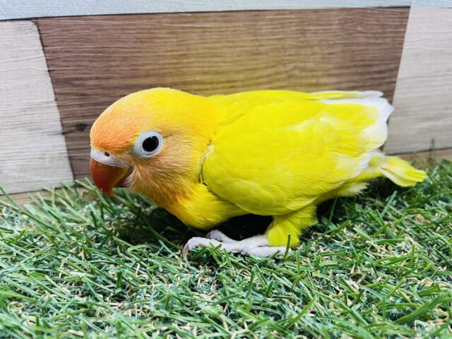 最新画像あります♪明るく太陽のように輝いています☀️ヤマブキボタンインコのイエロー❗️