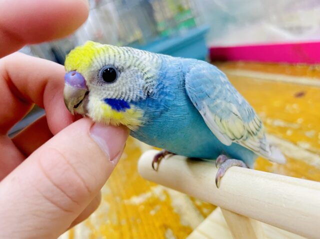 1人餌🌟最新画像になりますよ⭐️おしゃれに🪻華やかに🪻セキセイインコ　パステルレインボースパングル