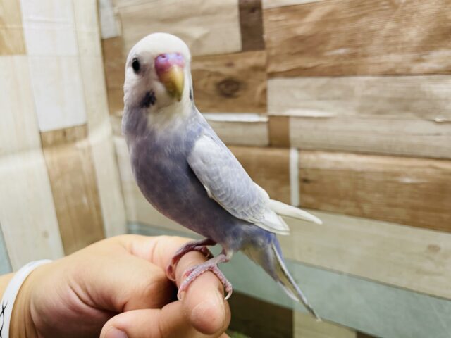 最新画像あります☆ヒナ餌卒業‼️あわ〜くて美しいセキセイインコのライラック💜やって来ました〜！