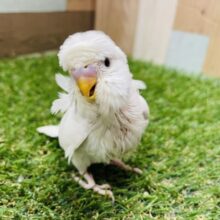 最新画像あります☆ぴょこっと跳ねた羽が愛おしい💕真っ白黒目ちゃんの羽衣セキセイインコ❗️