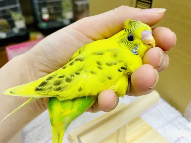 最新画像になりますよ！🟡ヒョウ柄ぽいって！！！？模様がカッコいいの🟡　セキセイインコ　ハルクイン