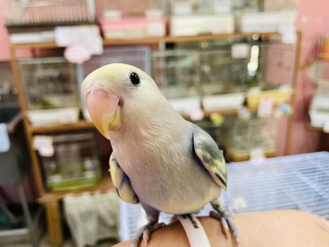 最新動画有り⭐️ヒナ餌卒業‼️どんな色が出てくるかな〜？キュートなお顔のコザクラインコ💕ブルーチェリーパイド「セリさん」いますよ〜