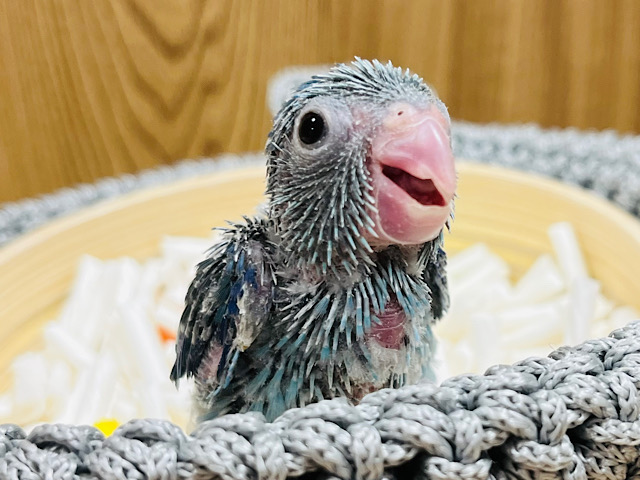 目が合う度にメロメロになっちゃう♡マメルリハ(ブルー) 男の子