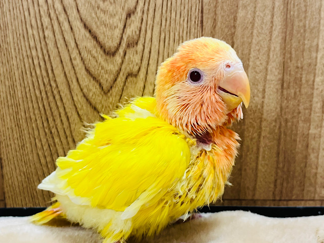 【最新画像更新🪄】真っ赤な太陽‪☆コザクラインコ(ルチノーオパーリン) ヒナ